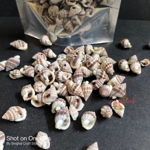 Shankh Shells