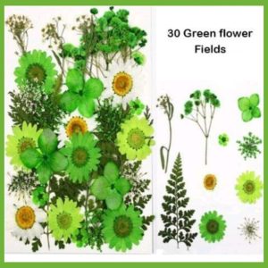 Green Dry Flower Sheet
